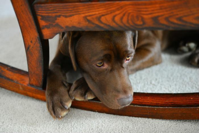 dog stressed signs anxious thunder pet dogs under anxiety ocd hiding help chair parents shutterstock managing alone dave retriever labrador