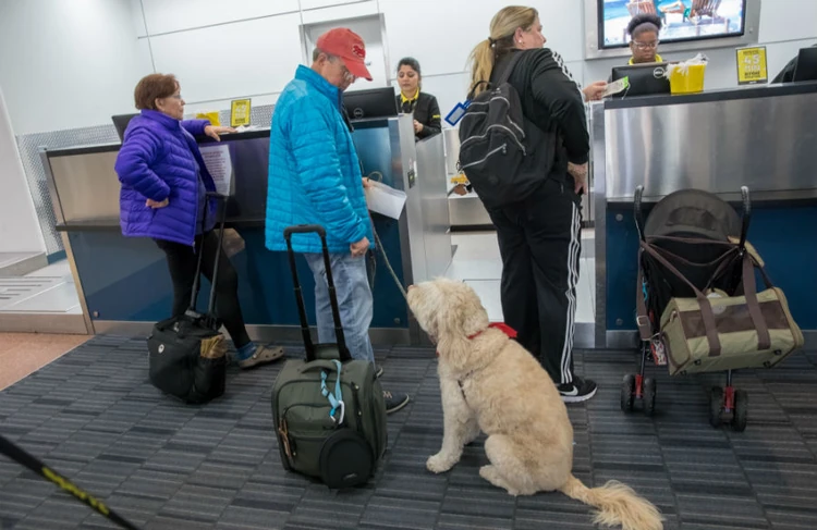 Southwest travel hot sale with dog