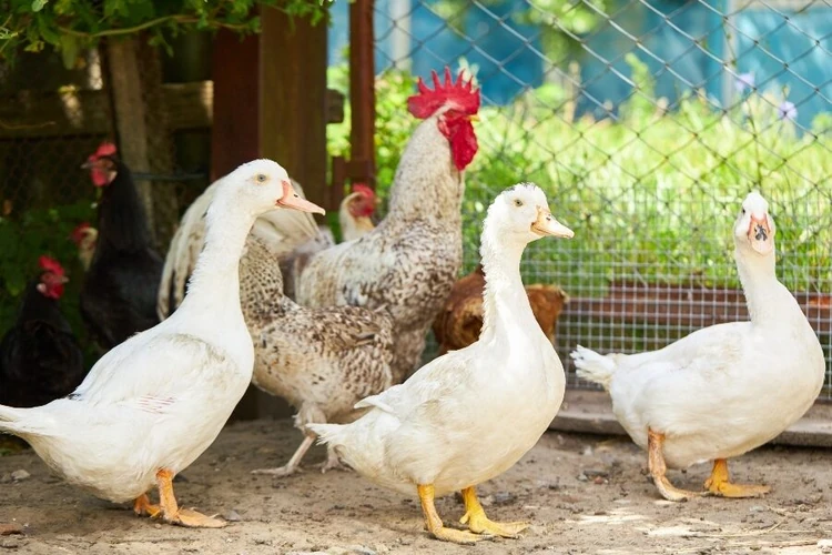 Cdc Warns Of Salmonella Infections Tied To Backyard Poultry 