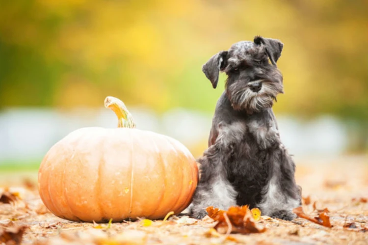 How to feed your dog pumpkin hotsell