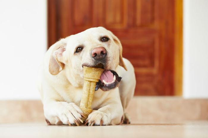 are dog chewing bones bad for them