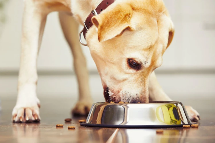 Pet Food Recalls and Warnings