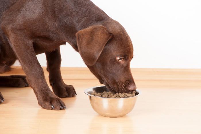 Pet Owners Blame Blue Buffalo For Their Animals Illnesses Fda Expresses Concern About Continuing Pet Food Issues