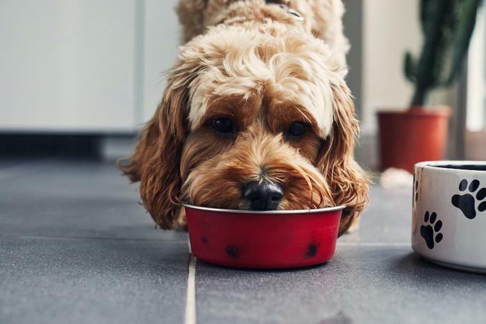 Dog eating pet food out of bowl