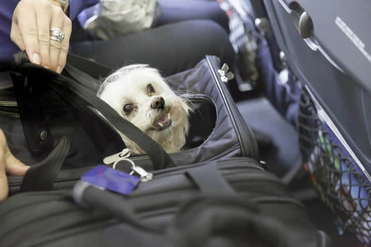 Jetblue flying with store emotional support animal