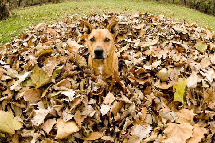 Why Pet Owners Should Avoid Letting Dogs Frolick In Leaf Piles