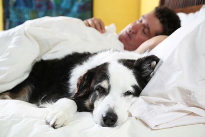 should you let your dog in your bed