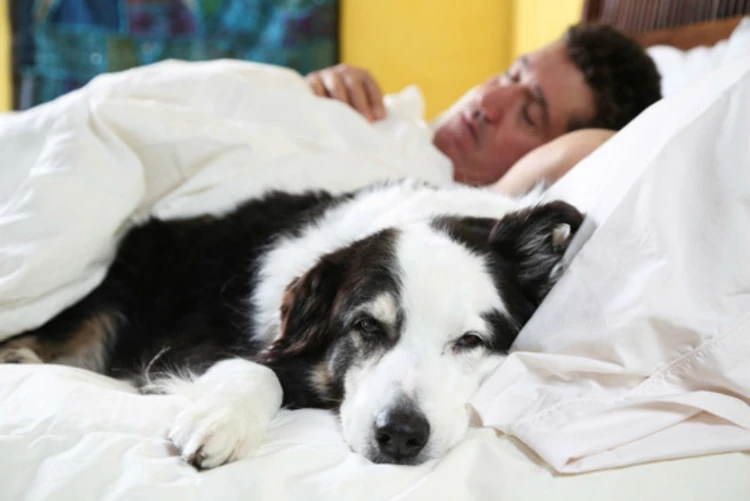 Should you allow your dog to sleep on your bed?