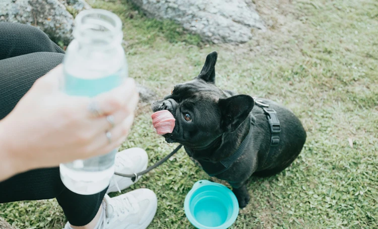 How to prevent heat stroke in dogs this summer