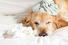 Can Dogs Catch Cold Or Flu Can Dogs Catch Cold Or Flu