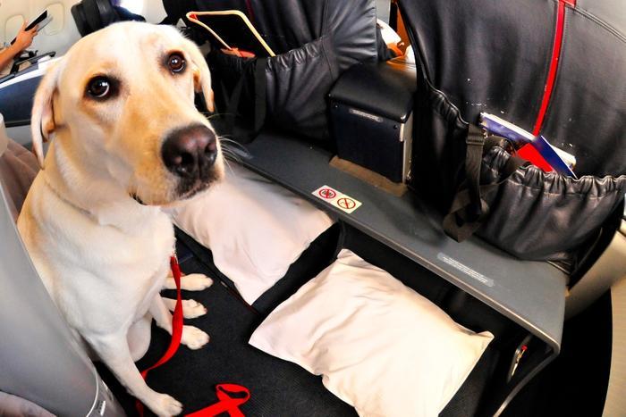 does spirit airlines allow dogs in cabin