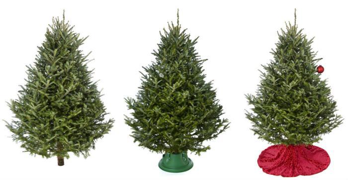 Amazon Now Selling Live Christmas Trees