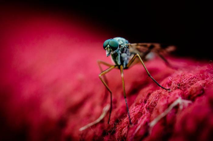 Mosquito on red fabric