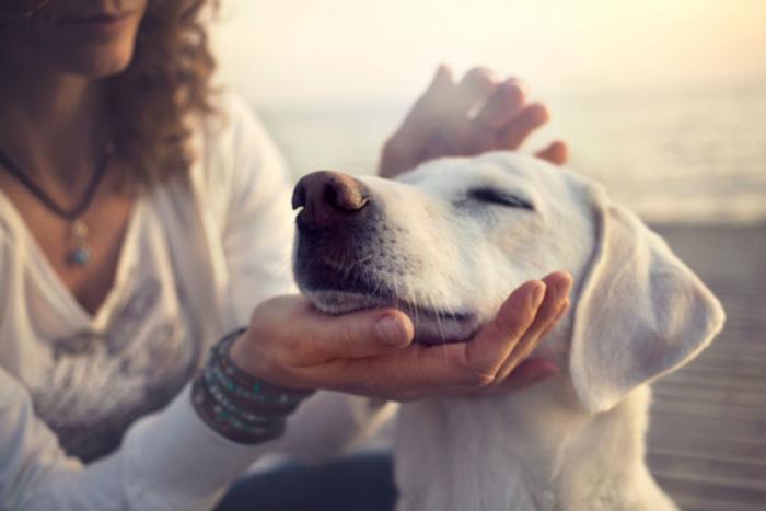 Petting dogs or cats could help consumers reduce stress