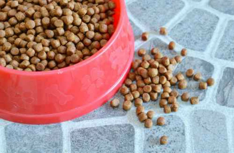 Why You Should Routinely Clean Your Pet's Food and Water Bowls