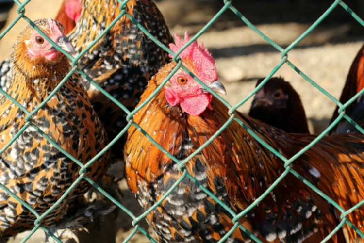 CDC provides update on Salmonella outbreaks linked to poultry and ...