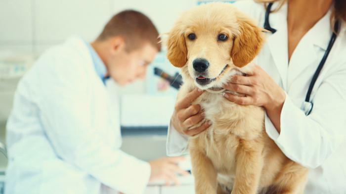 Puppy being examined at the vet