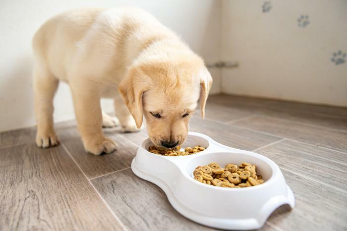 Puppy eating food from bowl 