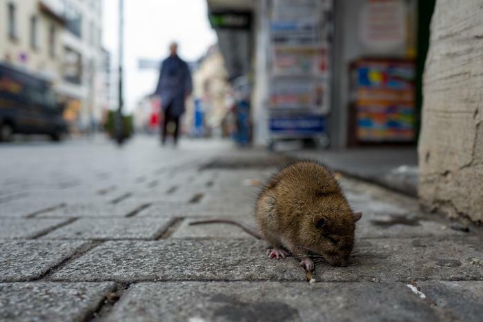 Rat on city street