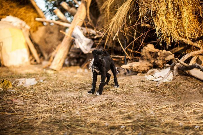 Stray dog after natural disaster