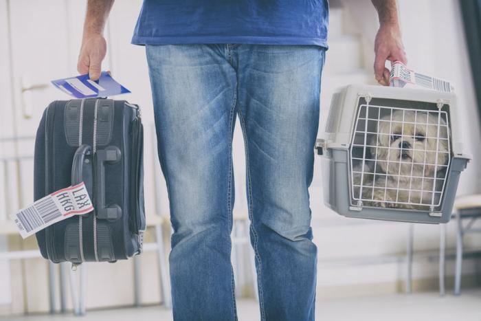 delta airlines pet in cabin