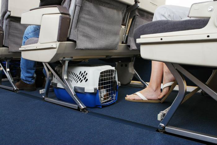 american airlines carry on pet fee