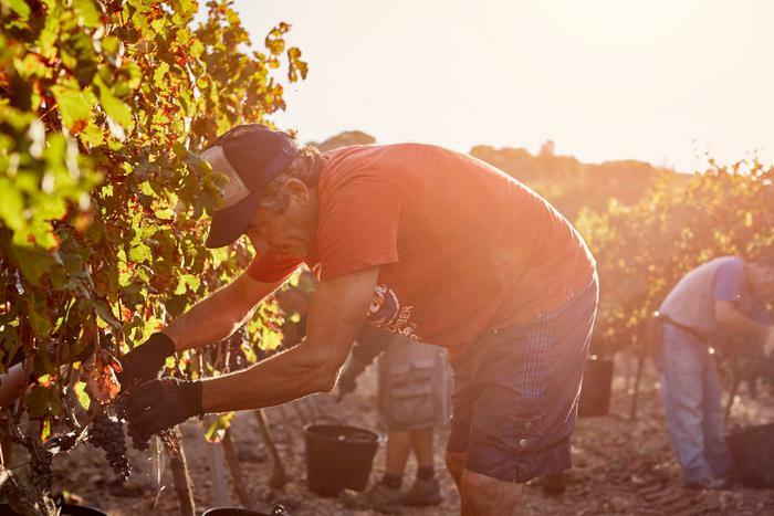 Worker harvesting grapes in heat
