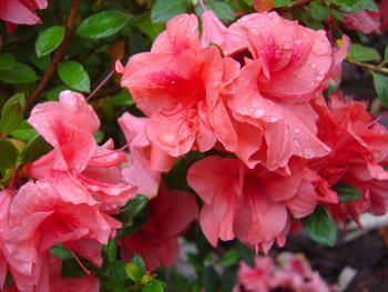 is azalea toxic to dogs