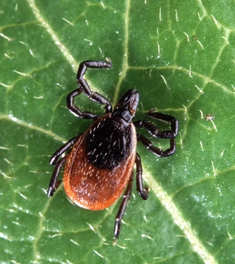 Why do my dog’s Lyme disease pills cost so much? image