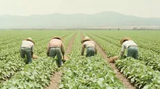 County farm bureaus stand with farmers amid deportation fears image