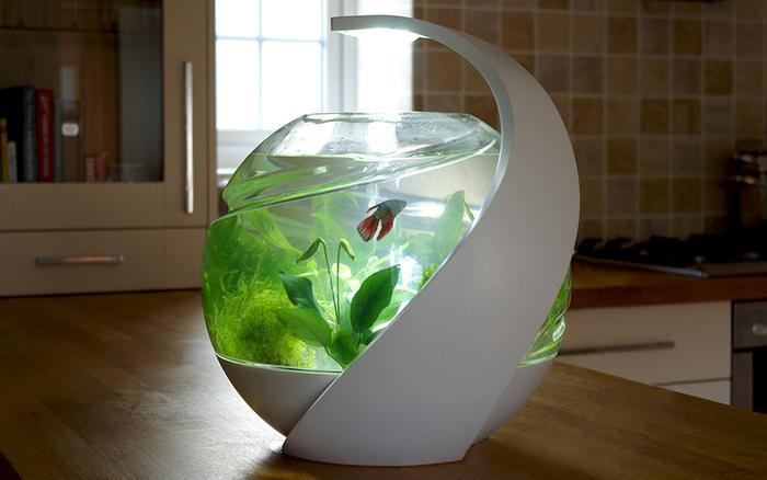 new fish tank