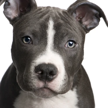 Suit: deputies killed dog for no reason image