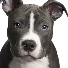 Suit: deputies killed dog for no reason image