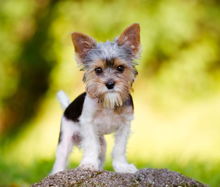 small dogs that look like big dogs