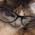 profile pic of the author