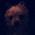 profile pic of the author
