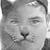 profile pic of the author