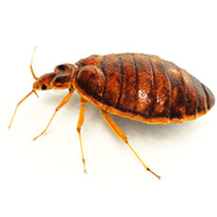 bedbug