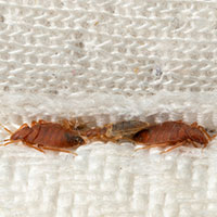 brown bedbugs hiding in the crease of the mattress