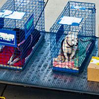 Best pet shipping companies image