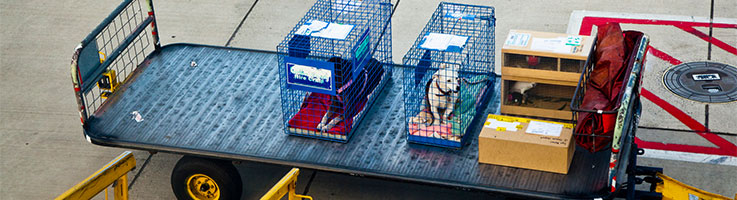 various pets in cages next to luggage on a trailer at airport