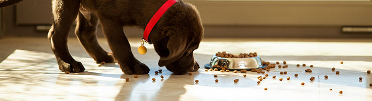 chocolate lab puppy eating food