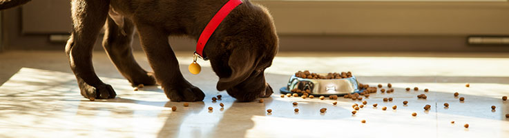 small dog eating large breed food