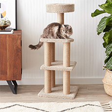 cat activity tree with scratching posts