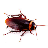 cockroach