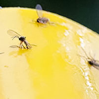 gnats stuck on yellow sticky paper