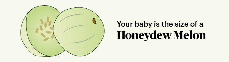 pregnancy marker honeydew melon