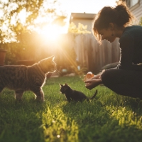 a couple of cats out in the yard with their owner
