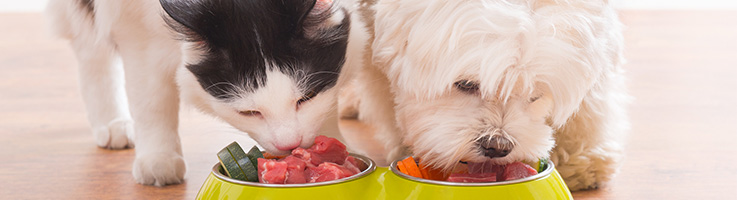 cat and dog eating from bowls