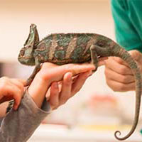 little girl holding chameleon at vets office